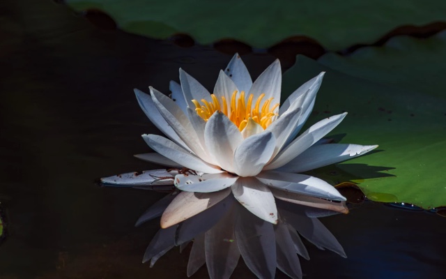 Lotus flower in the sun, sitting on calm water, surrounded by lilypads.