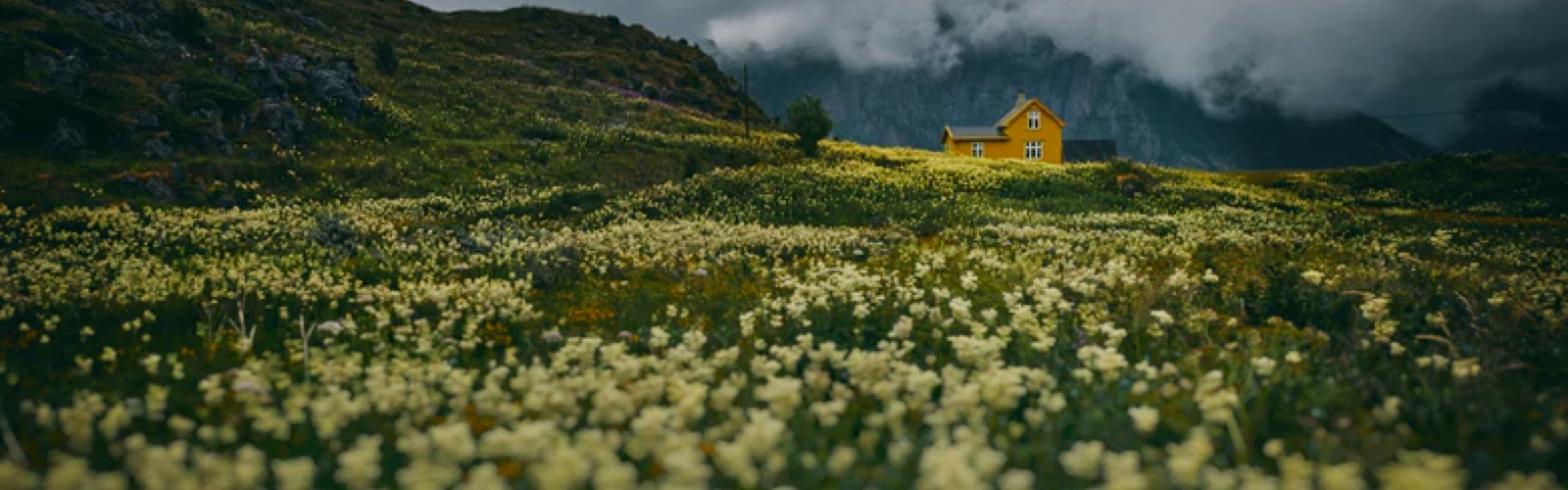 Large field of yellow flowers with a house in the distance and gray clouds in the background.